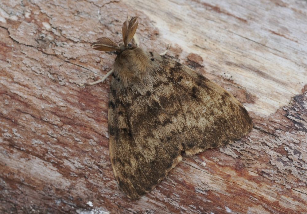 Gypsy Moth - a few have been caught locally so no surprise really, but a new moth for me!