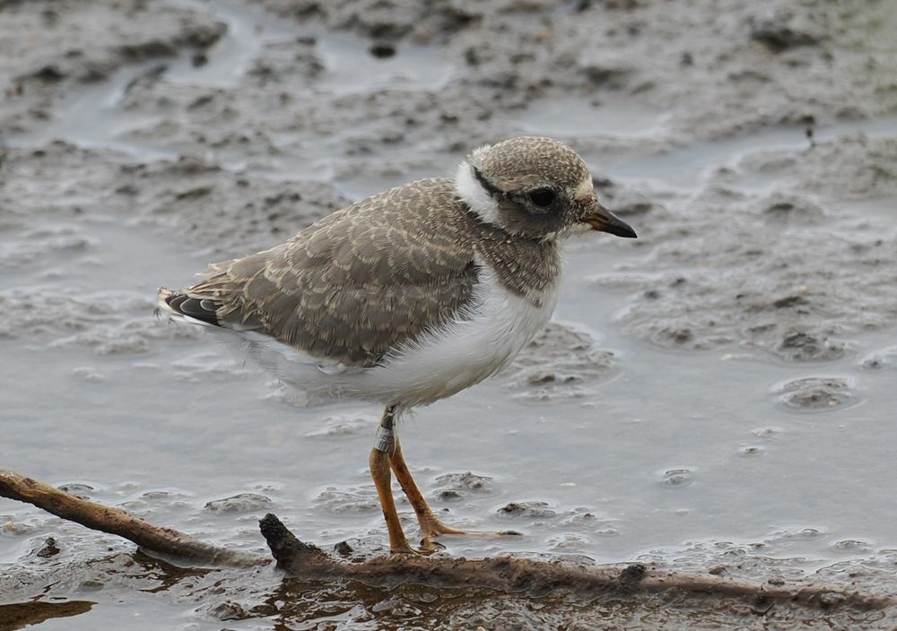 21 day old ringed plover chick