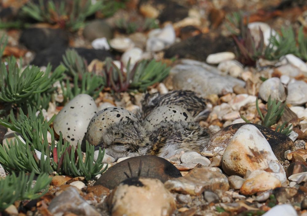 Two newly hatched chicks two to go
