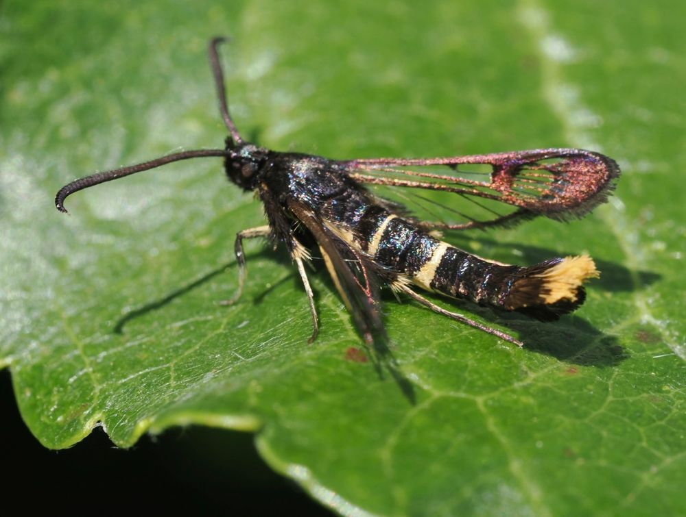 Orange-tailed clearwing attracted to VES lure