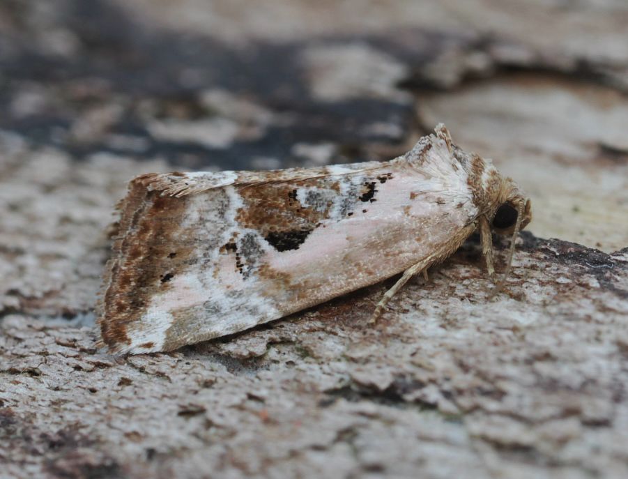 Rosy marbled