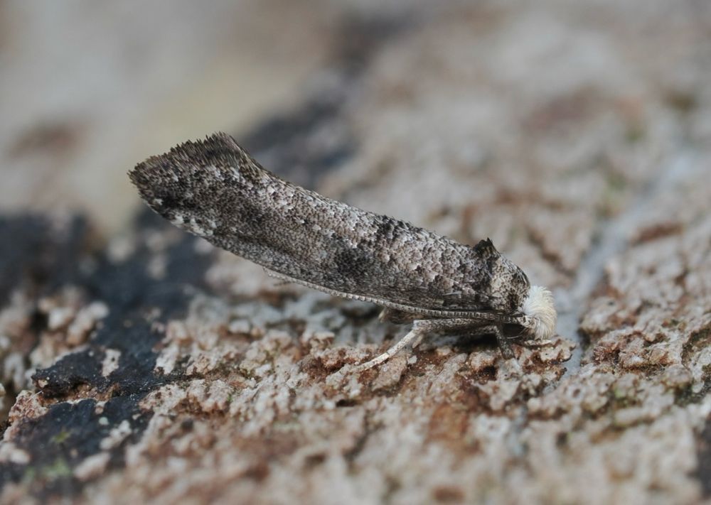 Paraswammerdamia nebulla