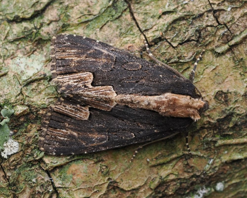 Bird’s wing - a new species for my garden