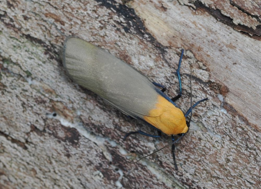 Four-spotted footman, one of 8 last night, all males