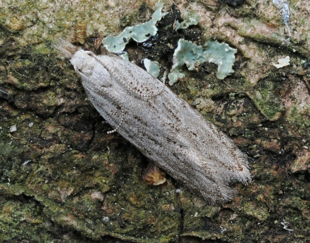 Aransia spartiella