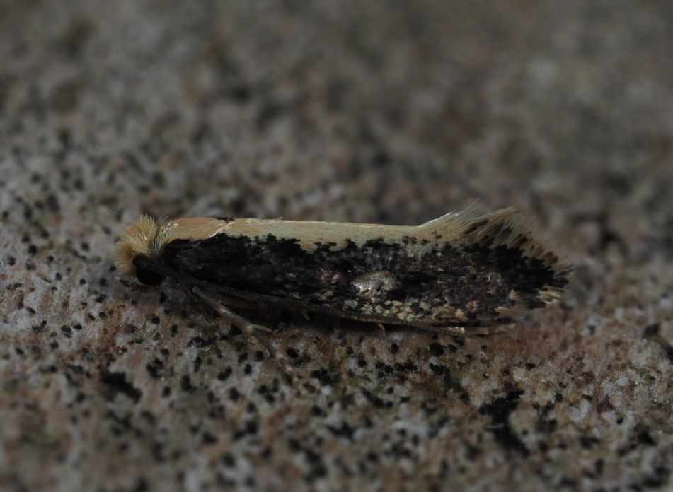 Monopis crocicapitella