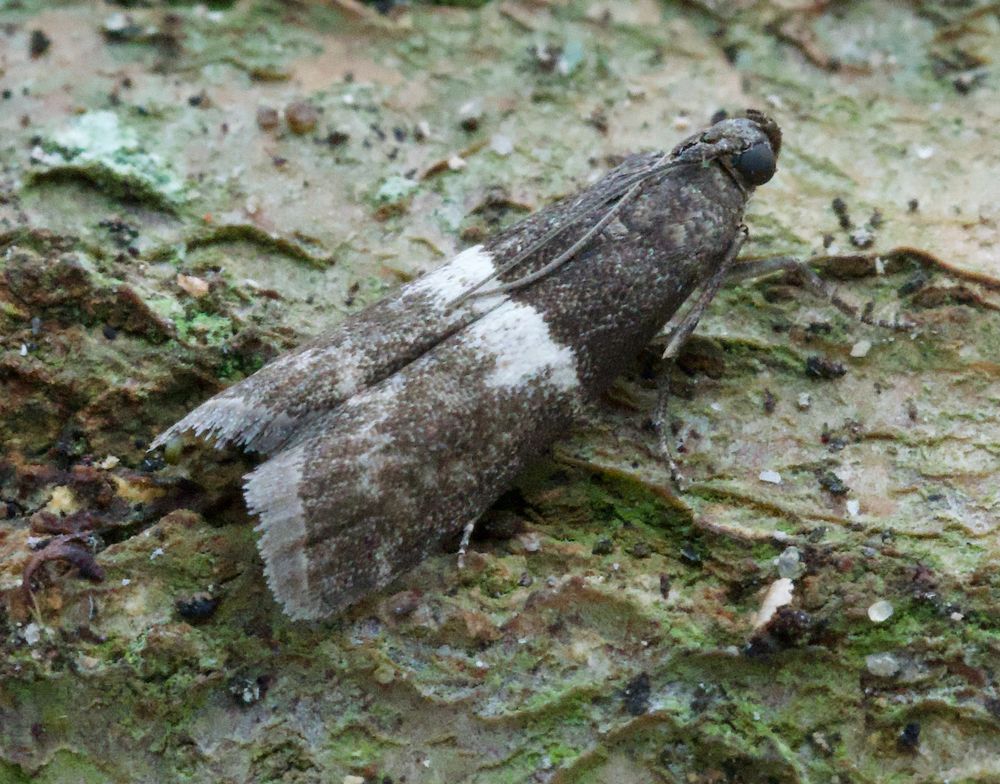Elegia similella