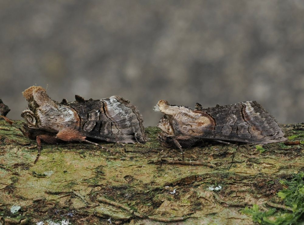 Comparison of Spectacle (left) and Dark Specticle (right)