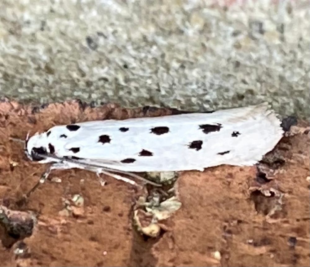 Ethmia dodecea