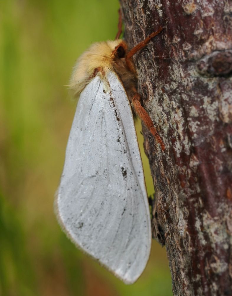 Male Ghost Moth