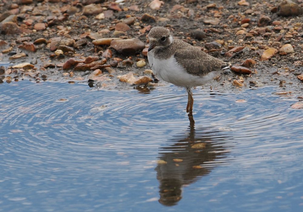 21 day old ringed plover chick