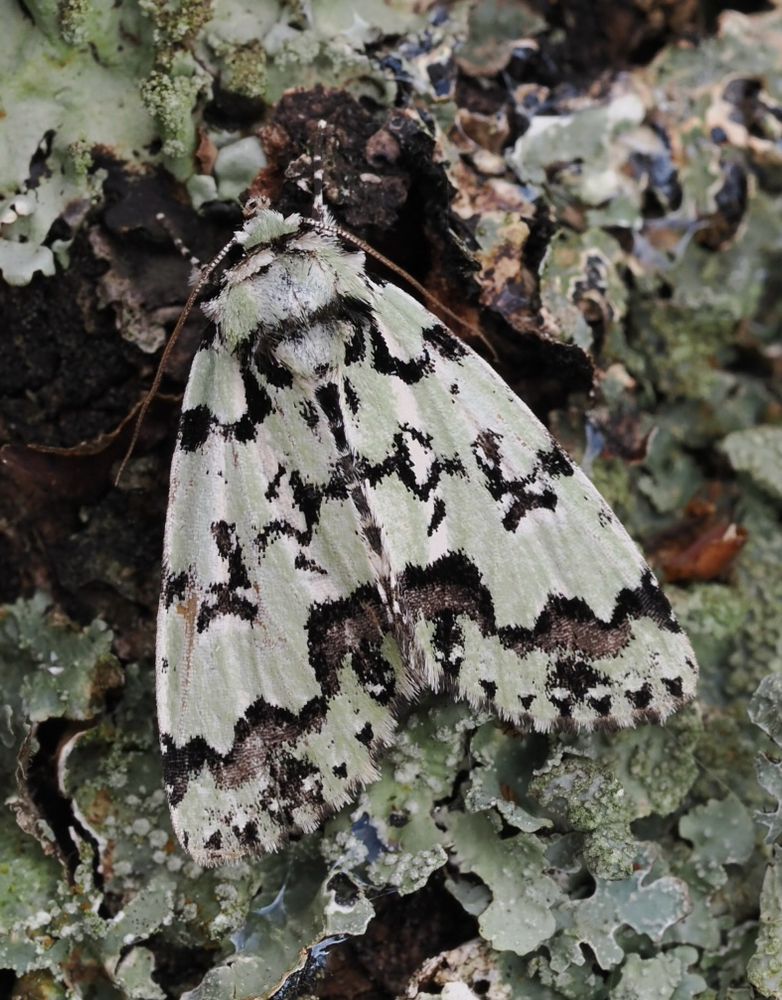 Scarce Merveille du Jour -30th May - VC11