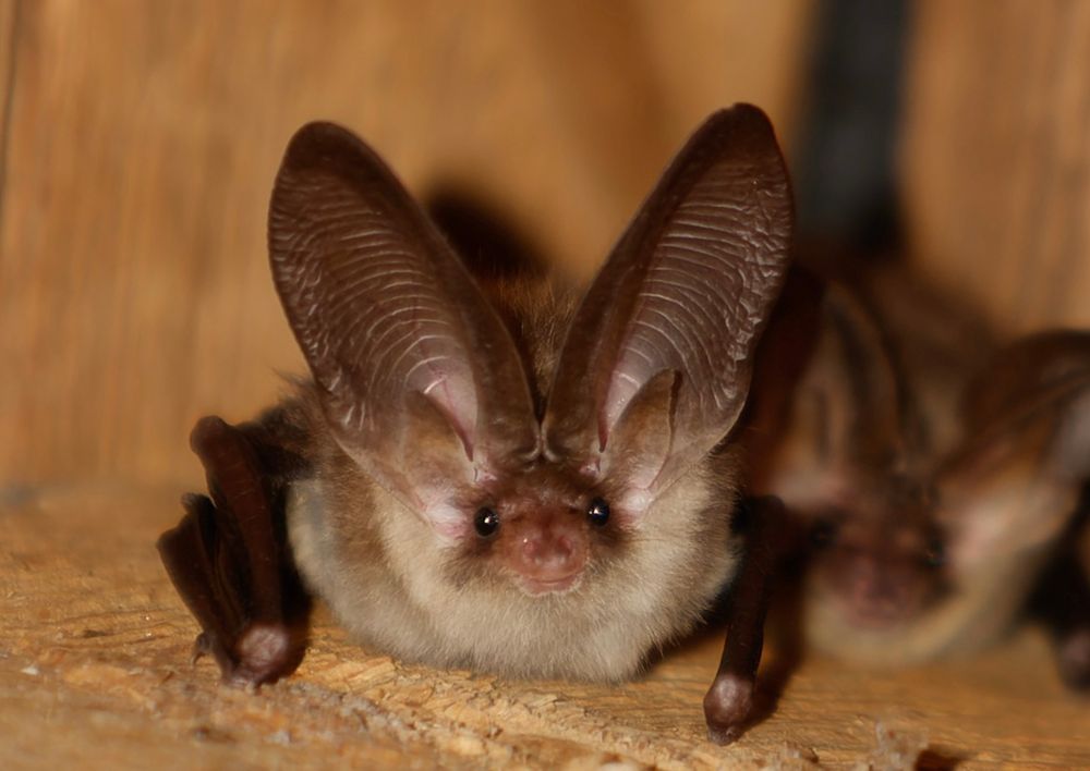 This pic a took a few years ago. A brown long-eared bat with ears up. I may have to start a new feed of moths that look like bats!