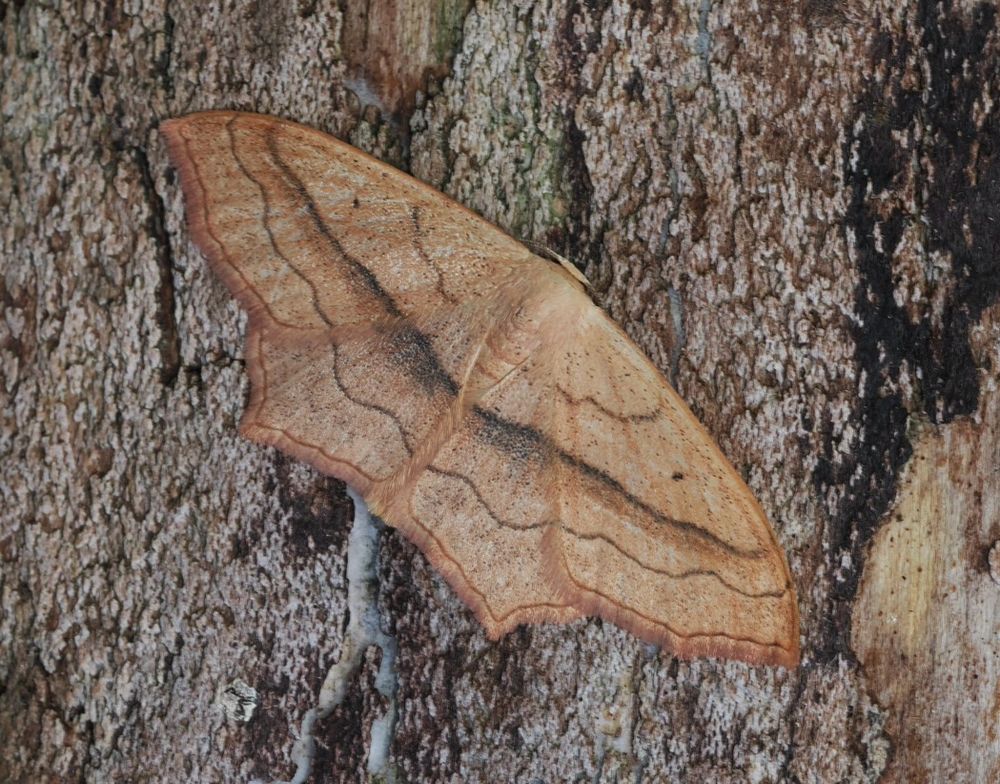 Small blood-vein