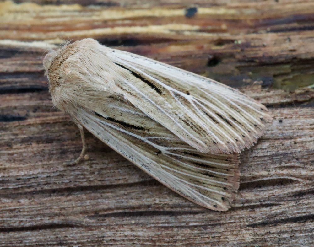 Shoulder-stripe Wainscot