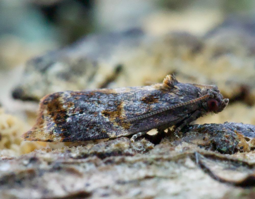 Ditula angustiorana