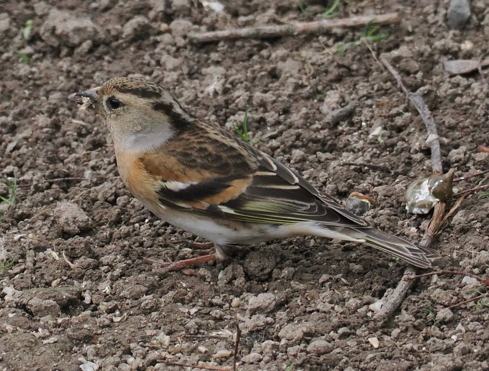 Brambling