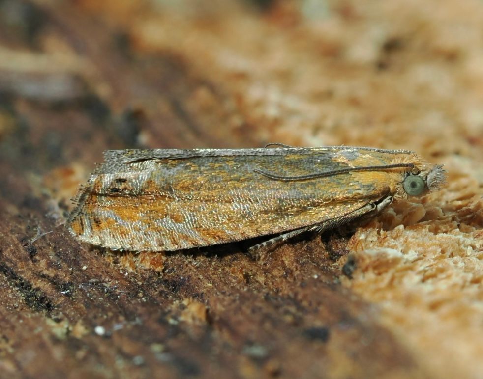 Lathronympha strigana