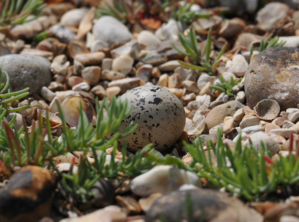Egg four - still not hatched and being left for longer periods now. Maybe it won’t. 