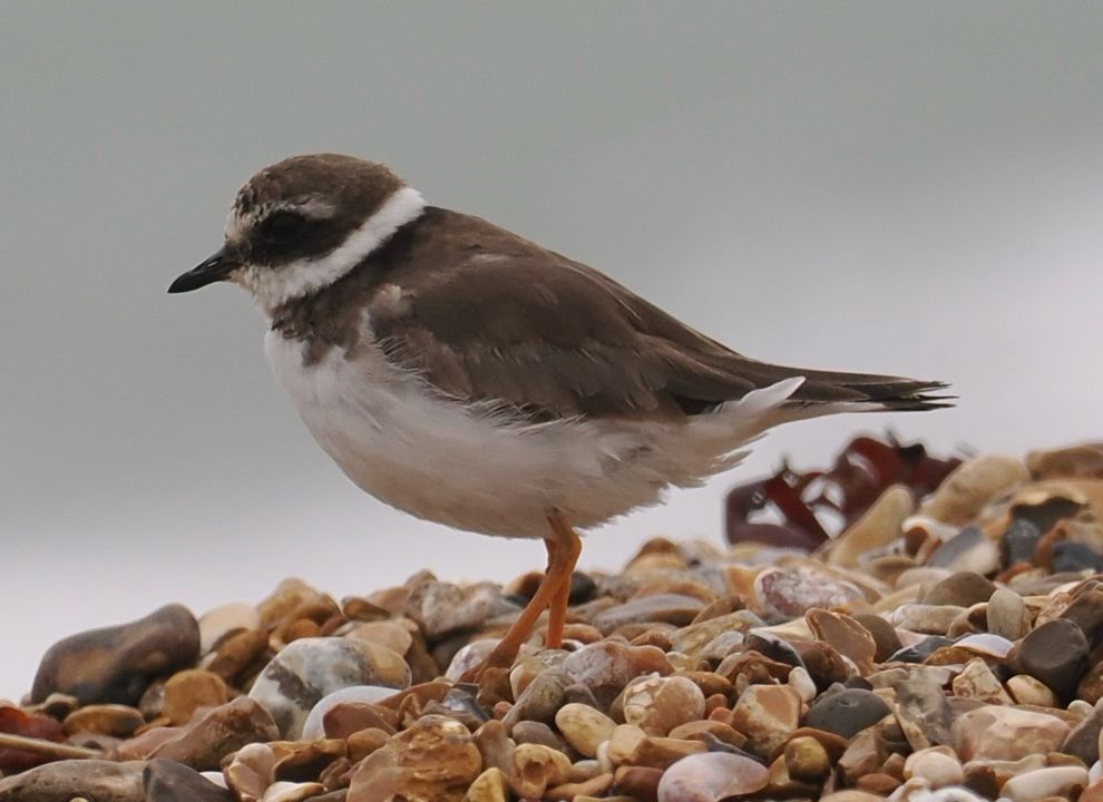 This non-breeding individual has recently turned up on the site. Presumably in this plumage it hasn’t attempted to breed this year.