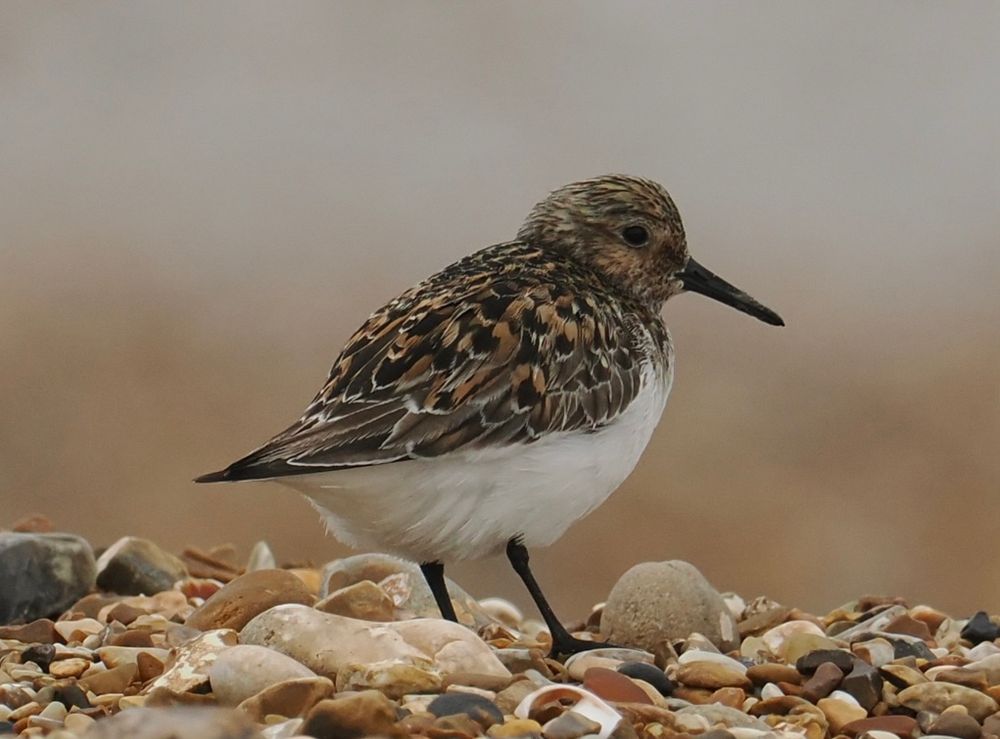 A bonus summer plumaged sanderling was hanging around yesterday.