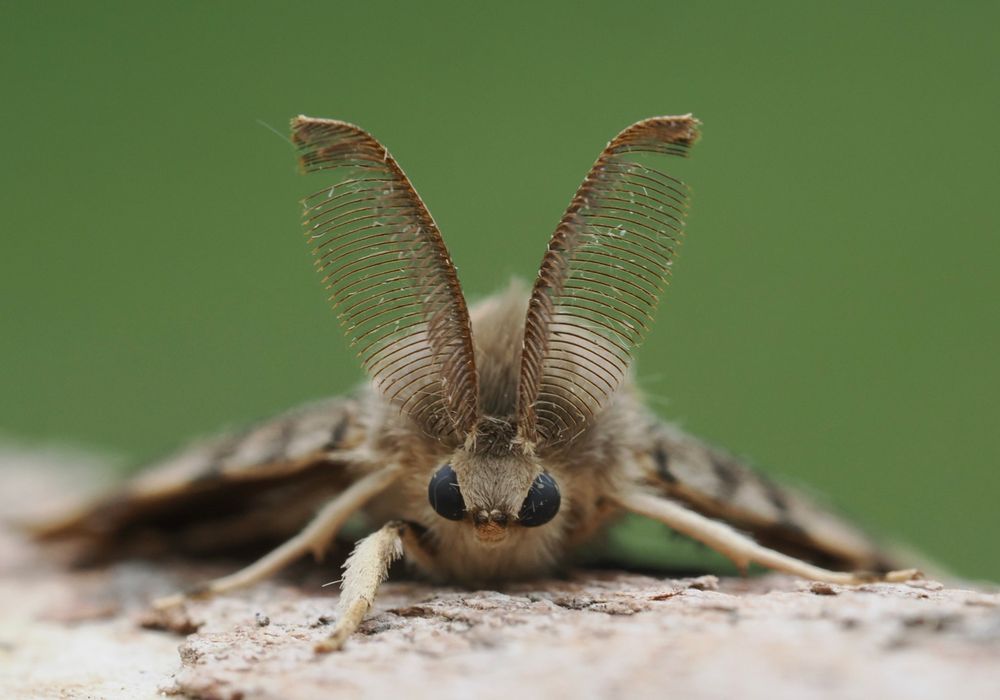Face on these antennae look like the big ears of a brown long-eared bat