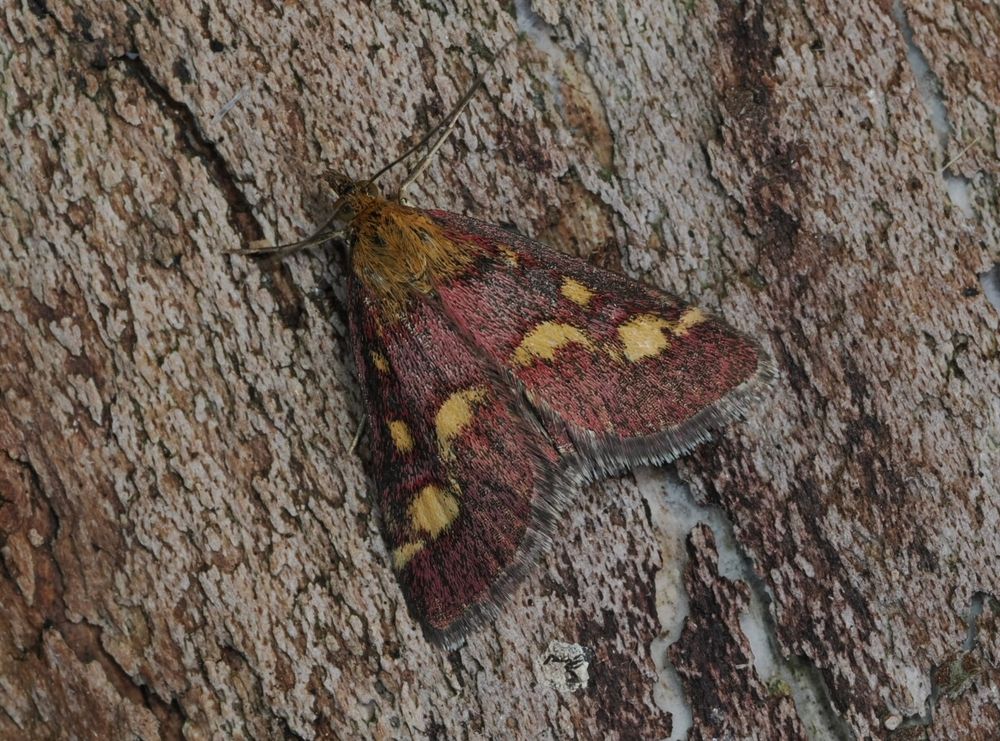 Pyrasta purpuralis