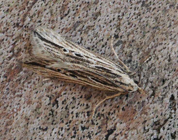 Monochroa palustris