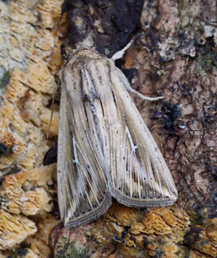L-album wainscot