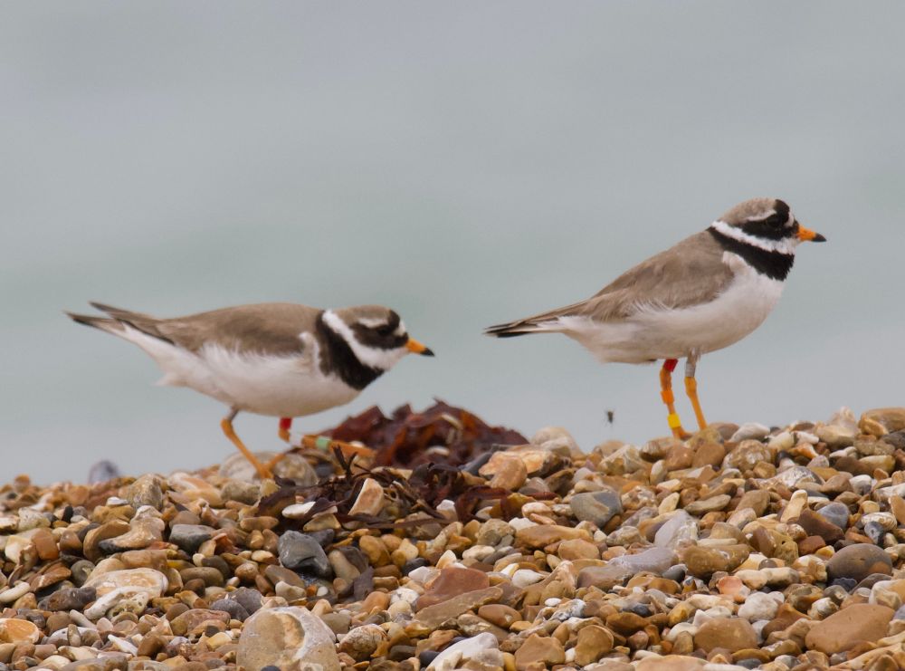 The ringed plovers on Hayling are resident- these two were ringed last summer and had different partners. They are currently incubating Nest 8.