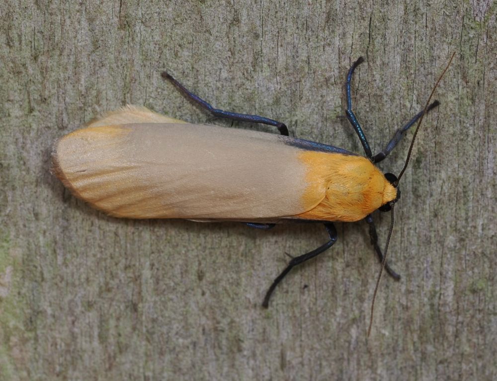 Male Four spotted footman