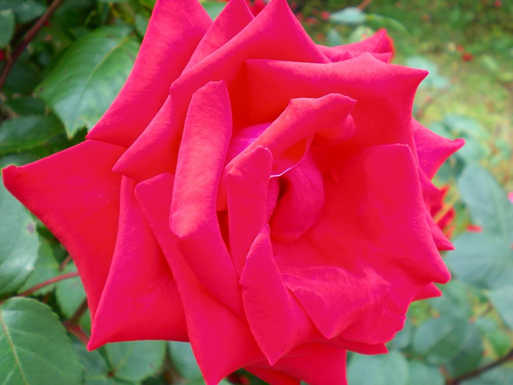 真っ赤なバラの写真。