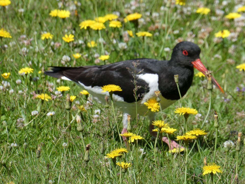 Hier ein Austernfischer, der sich Maden und Würmer aus dem Rasen gepickt hat. 