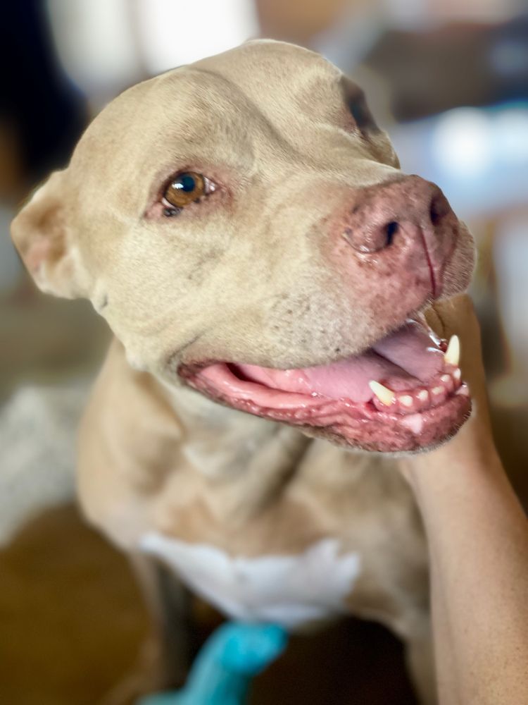 Fawn pit bull 