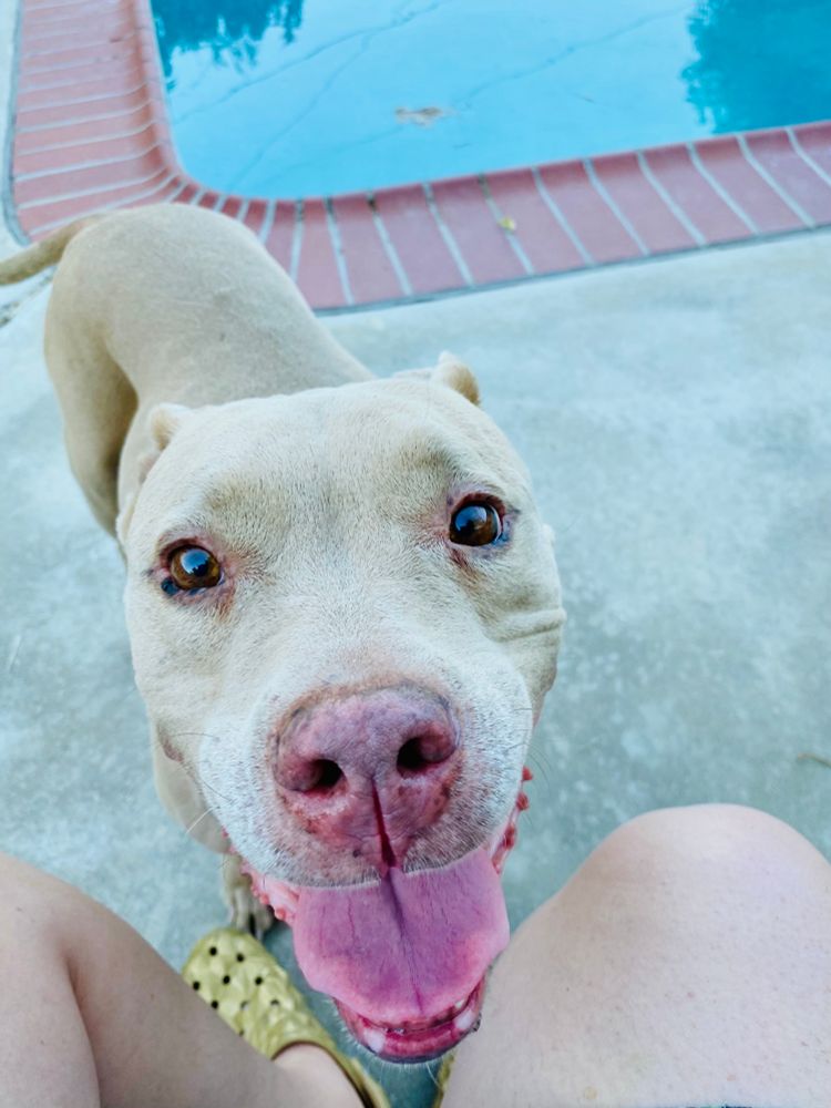 Fawn pit bull by a pool