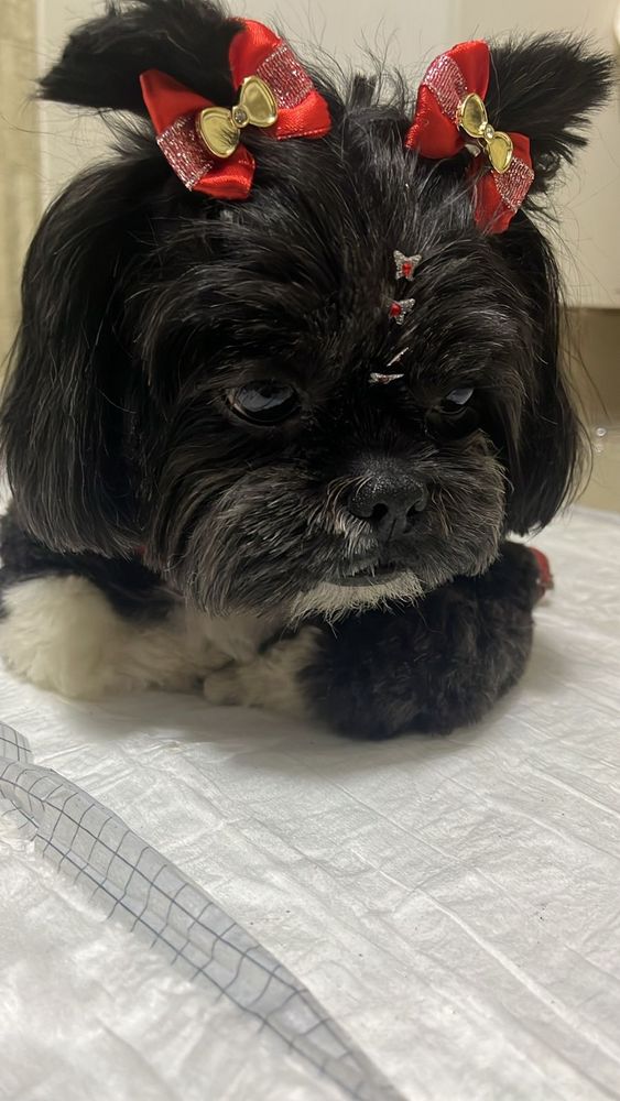 cã da raça shitzu pretinha com olhos de jabuticada e lacinhos vermelhos deitada sobre um tapete higiênico 