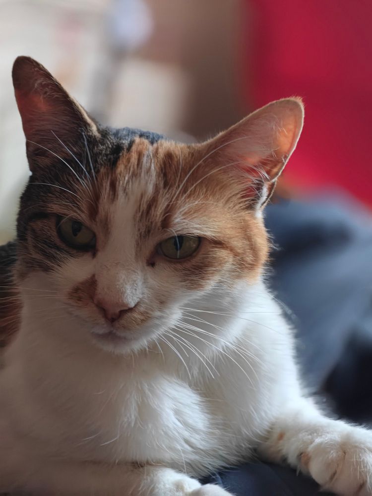 A white and ginger cat called Autumn in a comfortable lying down position. 
