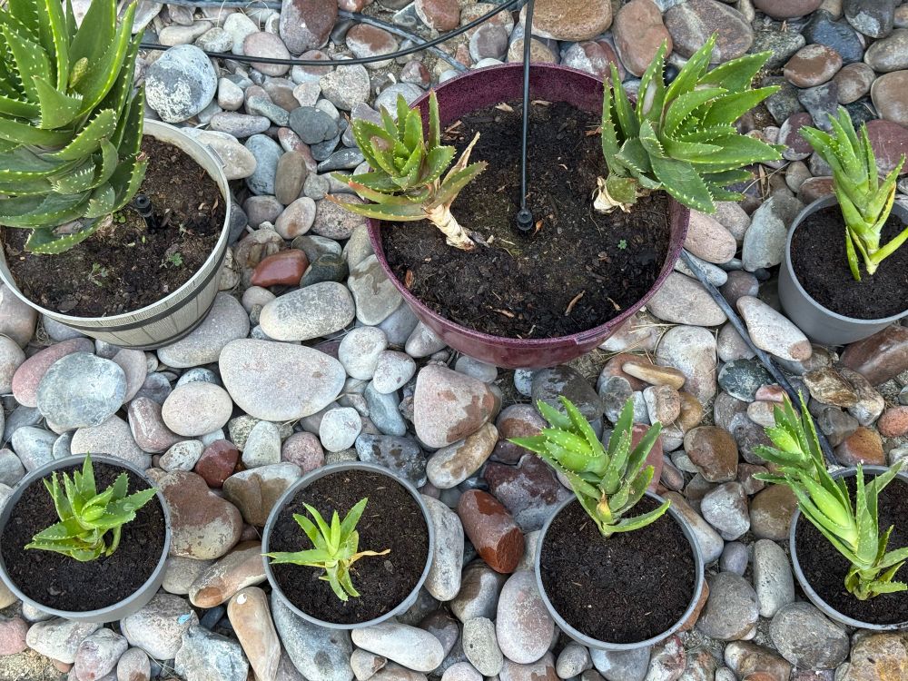Aloe plants in various stages of growth from pup to mature plant