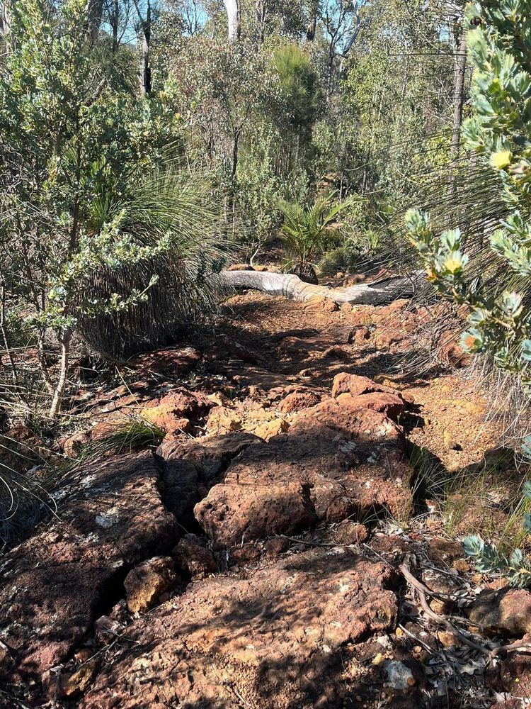 Australian bush landscape