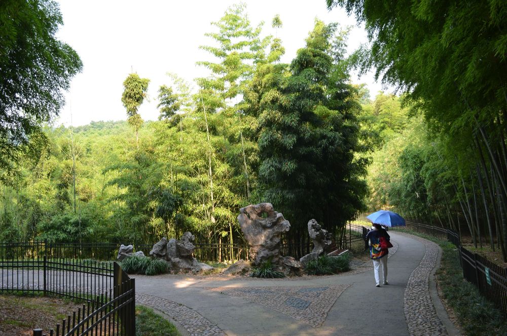 A fork in the road in the delightful little, tree-lined park in Huangzhou.