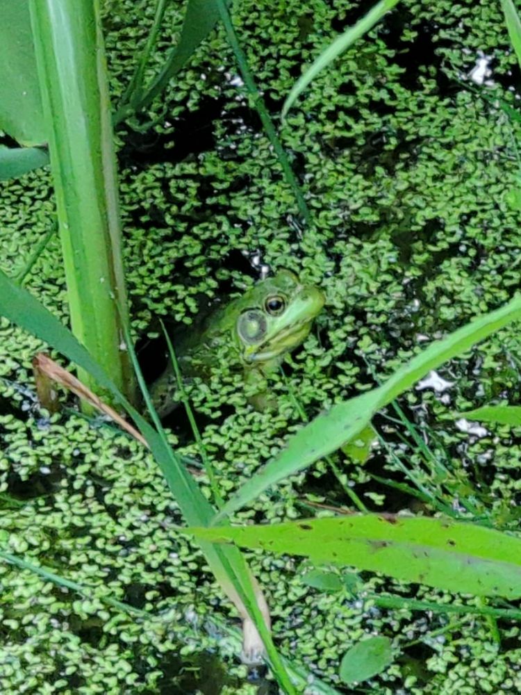 Comment image