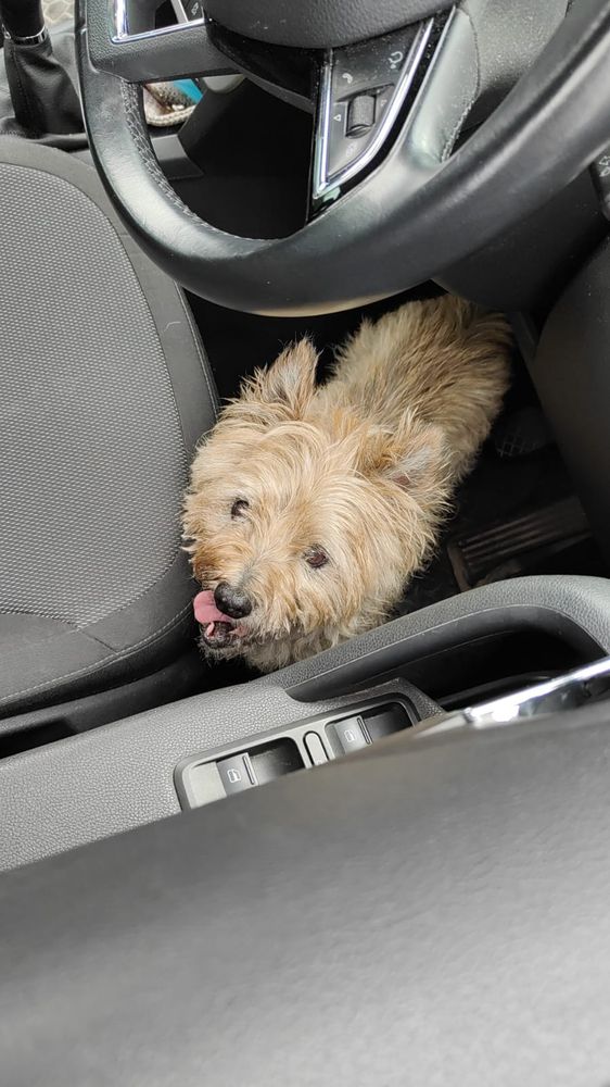 A senile terrier in the drivers footwell of a car, he has probably spent the last 2 hours sitting under the brake pedal while becoming increasingly incandescent with rage at the drivers attempts to remove him / slow the vehicle down.