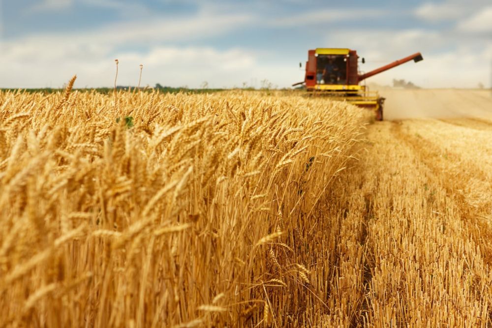 Column | Why ‘chaos wheat’ may be the future of bread