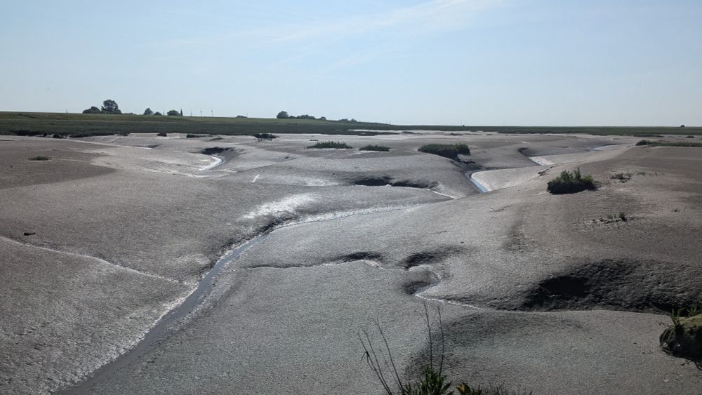 Das Bild zeigt eine weite Schlicklandschaft bei Ebbe mit kleinen, gewundenen Wasserläufen, die sich durch den feuchten, glänzenden Schlick ziehen. Vereinzelt wachsen niedrige Pflanzen aus dem Boden. Am Horizont ist ein grüner Deich mit Bäumen, Windrädern und einem klaren Himmel im Hintergrund zu sehen.