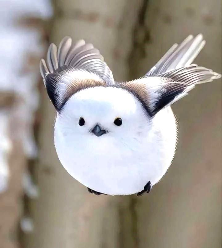 Photo of a bird called a Japanese Snow Fairy, which looks like a snowball with wings. 