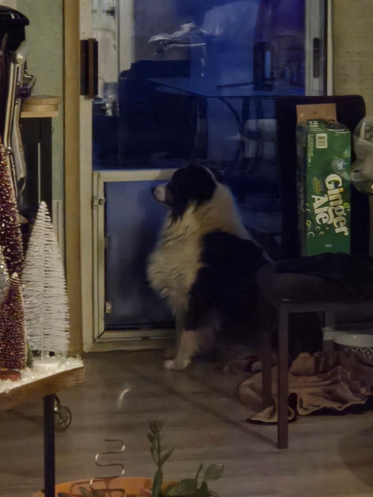 PhlapJak is sitting, looking out of a sliding glass door. 