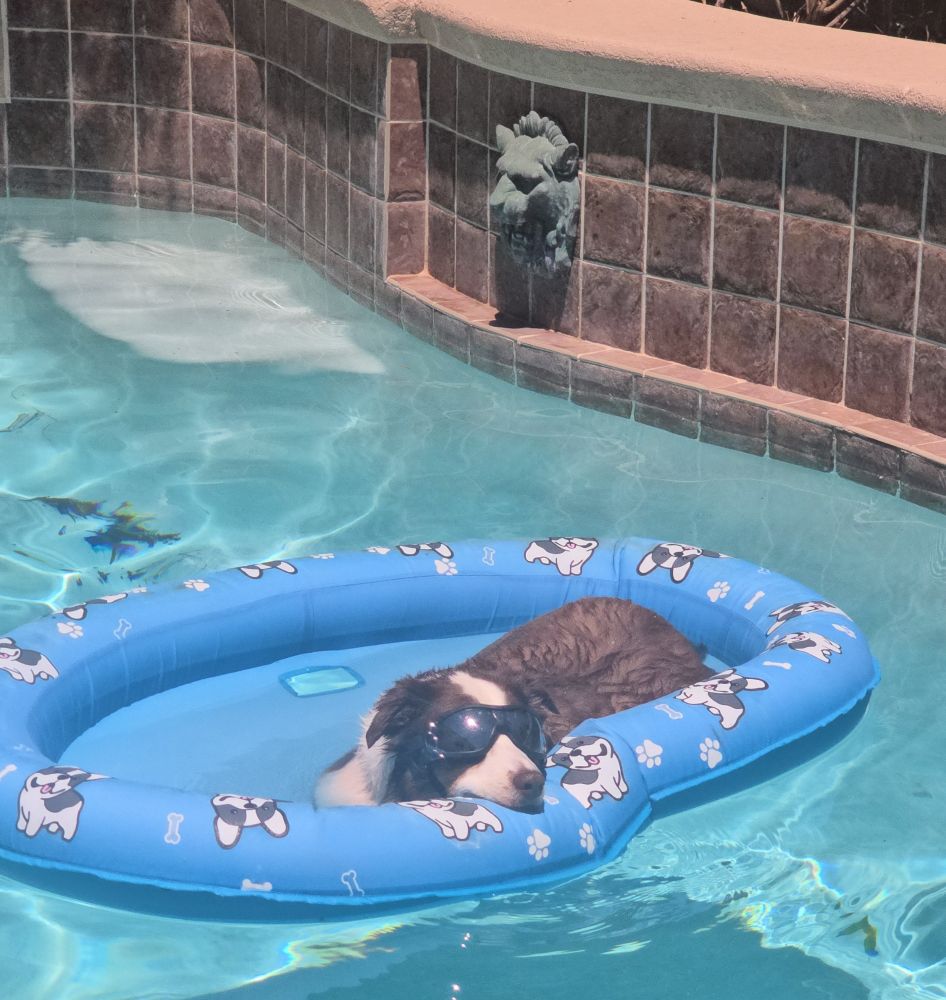 Australian Shepherd wearing sunglasses, lying in a floatie in a pool. 