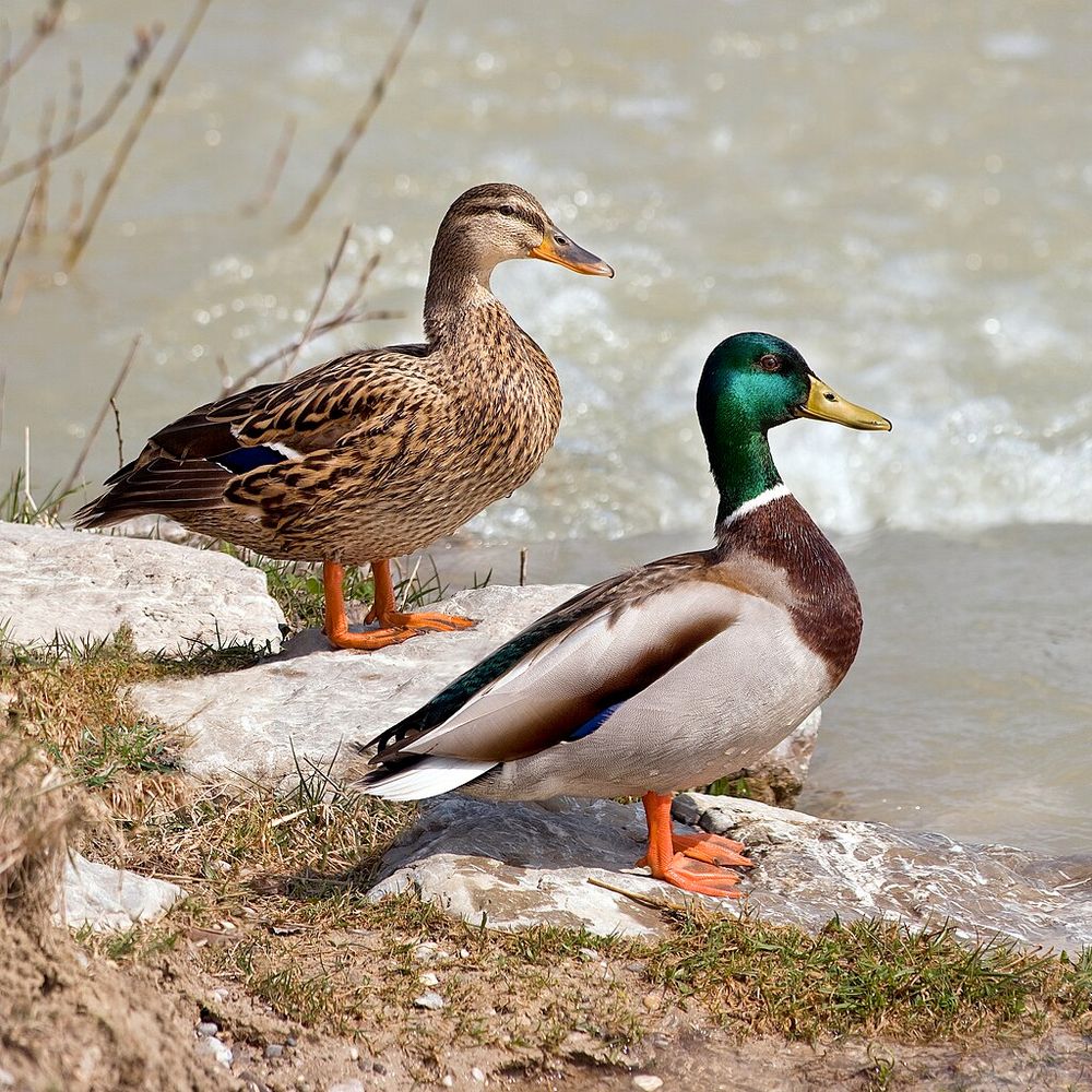 Two mallards: a female on the left, a male on the right.