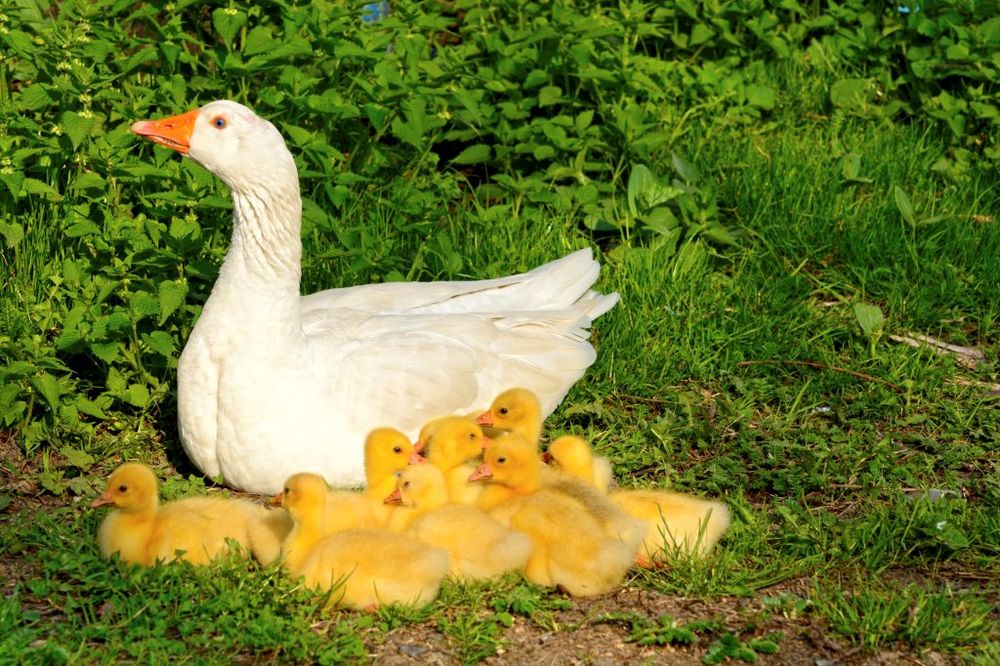 An embden goose with many goslings, each of which is yellow.