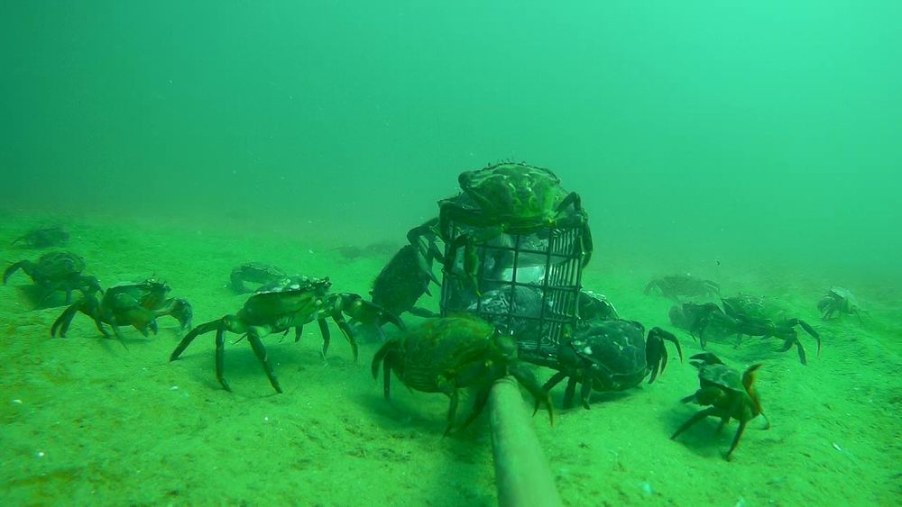 Around sixteen hungry green crabs attracted to a Baited Remote Underwater Video camera trap, placed on rippled sand in the shallow water No Take Zone inside Bridlington Bay, Yorkshire.